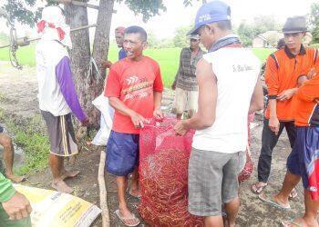 Harga Cabai Merah di Tingkat Petani Sempat Menyentuh 40 Ribu/Kg