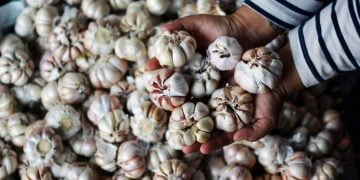 Harga Bawang Putih Naik Imbas Virus Corona