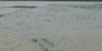 LAHAN PERTANIAN terandam banjir dan harus di tanam ulang.*