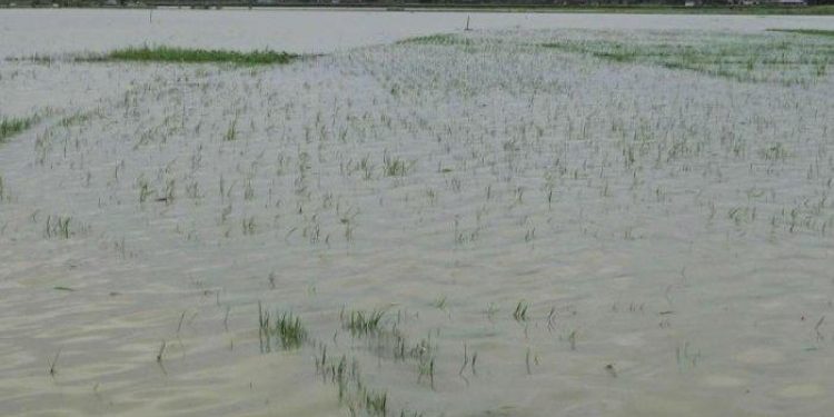 LAHAN PERTANIAN terandam banjir dan harus di tanam ulang.*