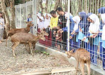 Dua Pasang Rusa Dilepas di Taman Kehati