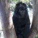Warga Majalengka Sukarela Serahkan Lutung Jawa kepada BKSDA