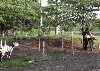 Dampak Pelarangan Adanya Resepsi, Pasar Domba Sepi Pembeli