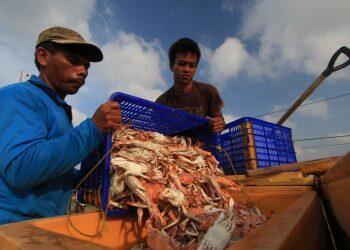 Imbas Covid-19, Harga Rajungan dan Udang Anjlok Drastis