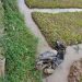 Mengantuk, Anak dan Ibu Bersama Motor Terjebur ke Sawah
