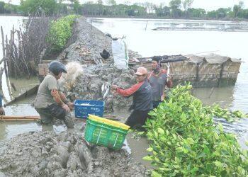 Ribuan Hektar Tambak Terendam Banjir Rob