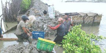 Ribuan Hektar Tambak Terendam Banjir Rob