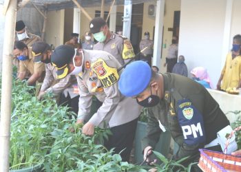 Budidaya Kangkung Hidroponik Mulai Dikembangkan Selama Pandemi