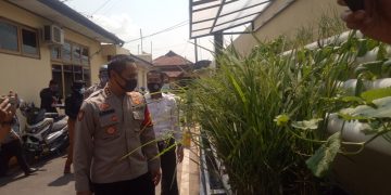 Program Ketahanan Pangan Polresta Cirebon, Kembangkan Padi Melalui Media Aquaponik
