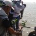 10.000 Bibit Mangrove Ditanam di Pantai Kejawanan