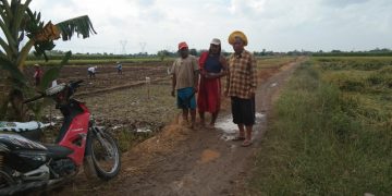 Desa Jatirengang Surplus Padi, Berharap Jalan Usaha Tani Memadai