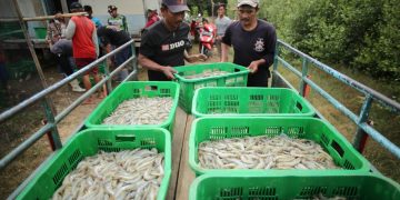Kelompok Binaan Cirebon Power Berhasil Panen Udang Vaname 1 Ton