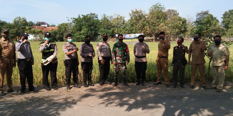 Surplus Padi, Desa Gembongan Mekar Didaulat Jadi Kampung Tangguh