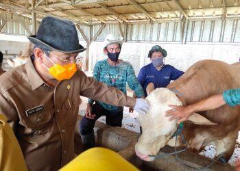 Plt Bupati Indramayu Cek Penjualan Hewan Qurban