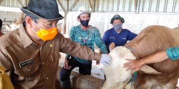 Plt Bupati Indramayu Cek Penjualan Hewan Qurban