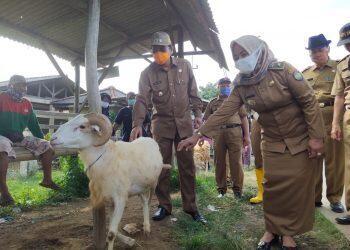 Plt Bupati Himbau Masyarakat Kenali Hewan Kurban HAUS