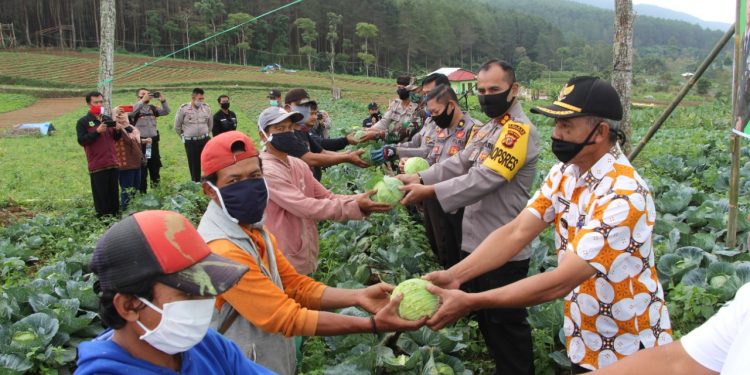 Dukung Ketahanan Pangan, Polres Kuningan Kembali Lakukan Panen Raya