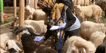 Pasar Kambing Jadi Sasaran Pemeriksaan Dokter Hewan, Meski Idul Adha Masih Lama