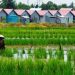 Lahan Pertanian di Kota Cirebon Makin Menyusut