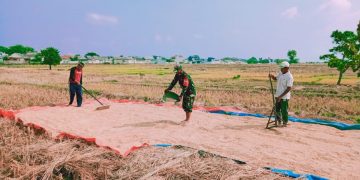 Babinsa Koramil 1402/Cirebon Selatan Bantu Petani