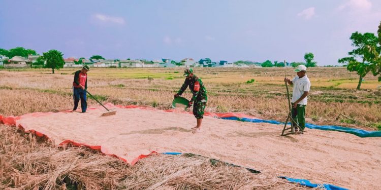 Babinsa Koramil 1402/Cirebon Selatan Bantu Petani