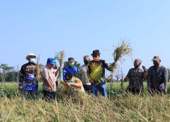 Pandemi, Pemkab Indramayu Pastikan Produksi Padi Tak Terganggu
