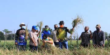 Pandemi, Pemkab Indramayu Pastikan Produksi Padi Tak Terganggu