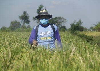 Penyaluran Pupuk Subsidi Pemerintah Sesuai RDKK