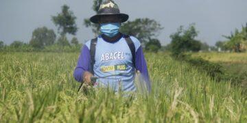 Penyaluran Pupuk Subsidi Pemerintah Sesuai RDKK