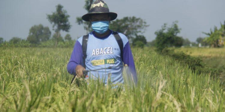 Penyaluran Pupuk Subsidi Pemerintah Sesuai RDKK