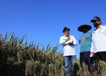 Gunakan Pupuk Organik, Petani di Sukagumiwang Hasilkan 9,5 Ton Per Hektar