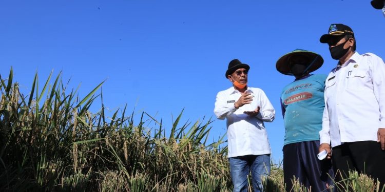 Gunakan Pupuk Organik, Petani di Sukagumiwang Hasilkan 9,5 Ton Per Hektar