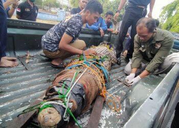 Petugas Damkar Tangkap Buaya Berukuran Panjang Dua Meter