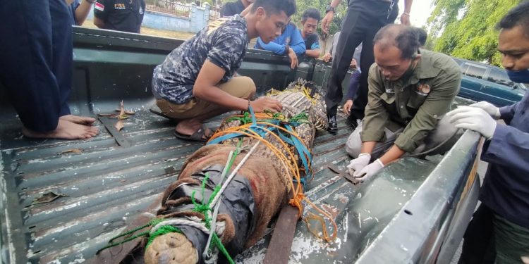 Petugas Damkar Tangkap Buaya Berukuran Panjang Dua Meter