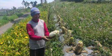 Harga Anjlok, Petani di Argalingga Biarkan Sayuran Membusuk di Kebun