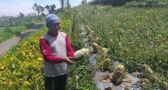 Harga Anjlok, Petani di Argalingga Biarkan Sayuran Membusuk di Kebun