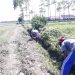 Pemdes Ciledug Tengah Gelar Bulan Bhakti Gotong Royong Masyarakat