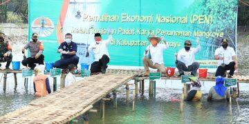 Padat Karya Penanaman Mangrove, Upaya Pulihkan Ekonomi Kawasan Pesisir