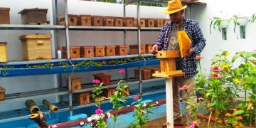 Budidaya Lebah Tanpa Sengat Jadi Usaha Primadona di Masa Pandemi