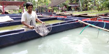 Kopeling Kelurahan Sumber Sulap Sampah Organik jadi Pakan Lele