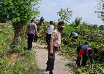Antisipasi Bencana Banjir, Polsek dan Perangkat Desa Bersihkan Eceng Gondok
