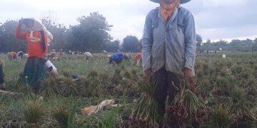 Di Masa Pandemi, Petani Bawang Merah di Majalengka Raih Untung