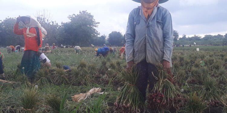 Di Masa Pandemi, Petani Bawang Merah di Majalengka Raih Untung