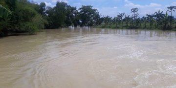 Saluran Cibuaya Meluap, Ratusan Hektar Sawah di Jatitujuh Terendam