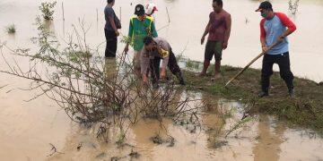 300 Hektar Sawah di Wilayah Jatitujuh Terendam