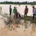 300 Hektar Sawah di Wilayah Jatitujuh Terendam