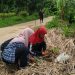 Karang Taruna Pasaleman Tanam 1000 Pohon