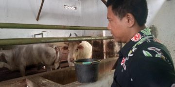 Empat Wilayah di Kabupaten Cirebon Berpotensi Menjadi Sentra Peternakan Sapi