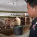 Empat Wilayah di Kabupaten Cirebon Berpotensi Menjadi Sentra Peternakan Sapi