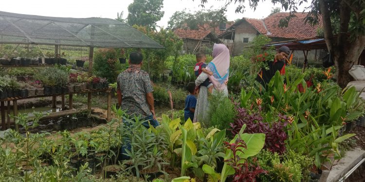 Di Masa Pandemi, Pemuda Majalengka Raup Keuntungan dari Bisnis Tanaman Hias